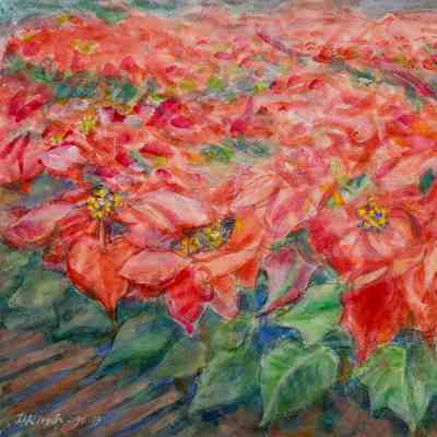Poinsettias in Greenhouse at the Flower Farm