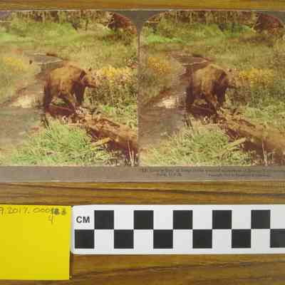 (13) Grizzly Bear at home in the wooded wilderness of famous Yellowstone Park, U.S.A.