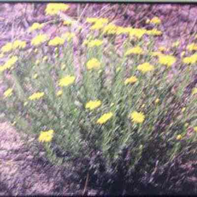 Spiny Goldenweed (Machaeranthera pinnatifida)