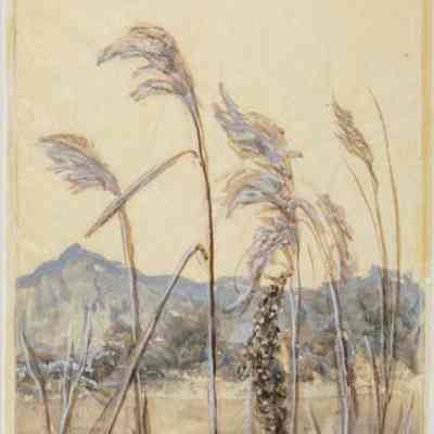 Wild Grasses