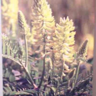 Canada Milk-vetch (Astragalus canadensis)