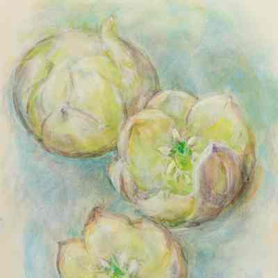 Three Yucca Flowers