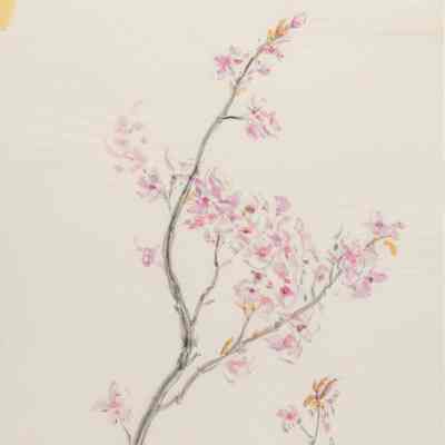 Branches & Flowers