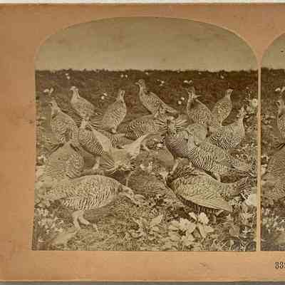 Pinnated Grouse, or Prairie Chickens