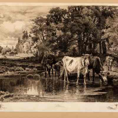 Cows in a Stream