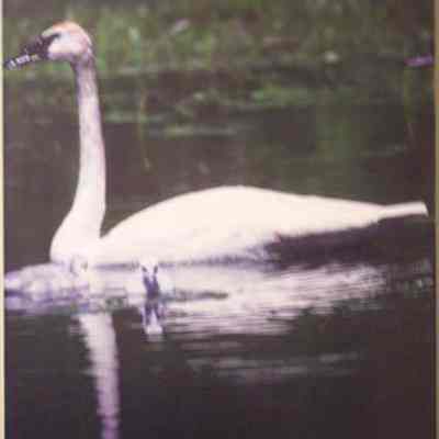 Trumpeter Swan (Olor buccinator), adult & cygnets