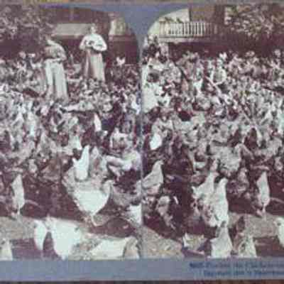 Feeding the Chickens on a Chicken Farm