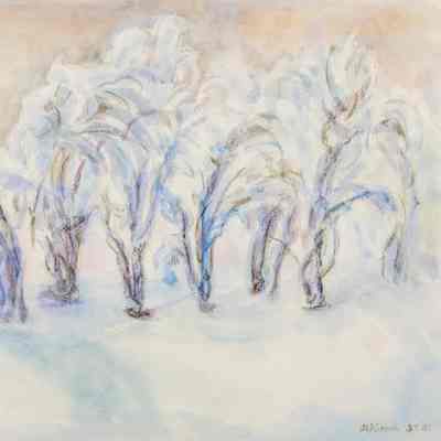 Poplar Trees Under Snow