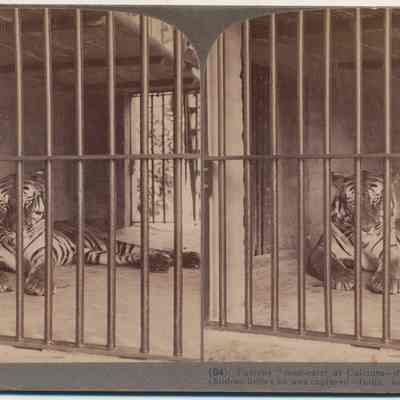 Famous "Man-eater" at Calcutta, devourer of 200 Men. India.