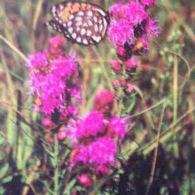 Rough Gayfeather (Liatris aspera), with regal fritillary (Speyeria idelia) butterfly