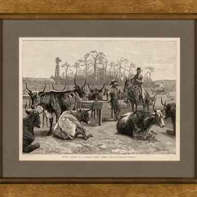 Texas Cattle in a Kansas Corn Corral