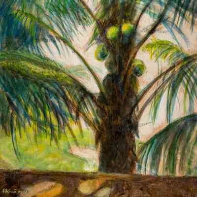 Green Coconuts - from window - Coco Palms Hotel