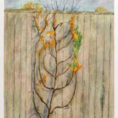 Espaliered Apple Tree