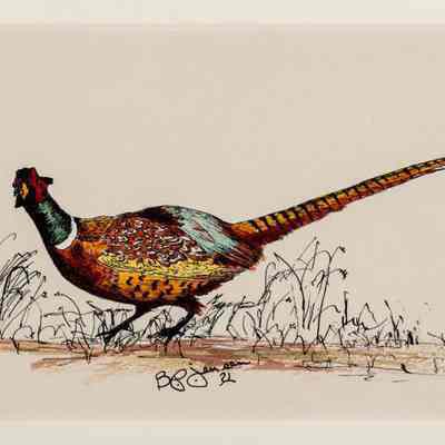 Chinese Pheasant