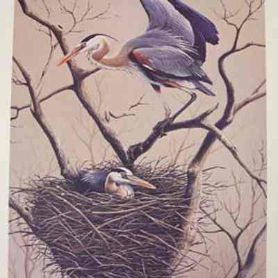 Great Blue Herons