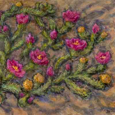 Shrub Cactus in Bloom