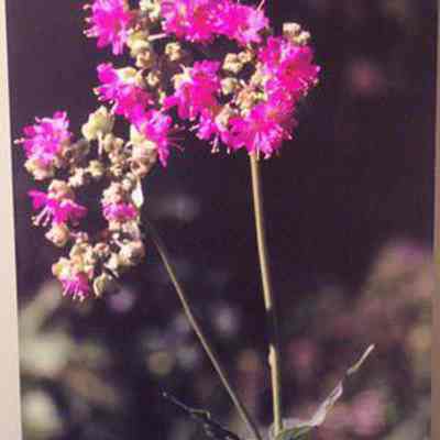 Wild Four-o' Clock (Mirabilis nyctaginea)