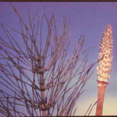 Horsetail (Equisetum arvense)