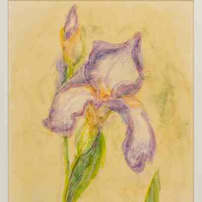 Light Violet & White Iris