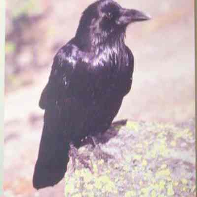 Common Raven (corvus corax), adult