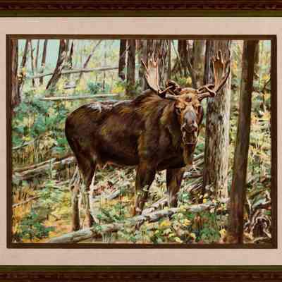 King of the Woods