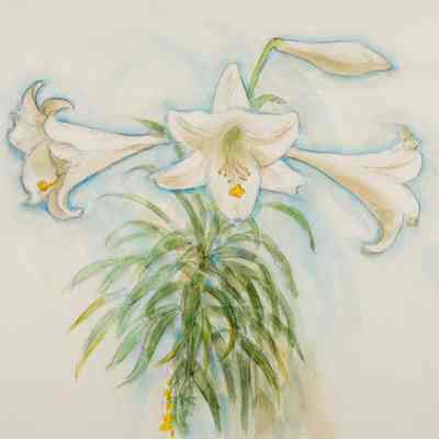 Easter Lilies