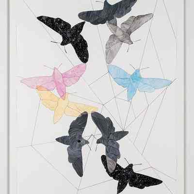 Night Pollinators (White-lined Sphinx Moth)