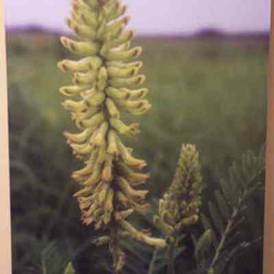 Wild Licorice (Glycyrrhiza lepidota)