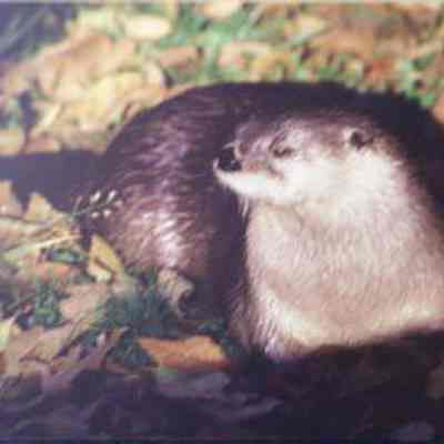 Northern River Otter (Lontra canadensis), adult