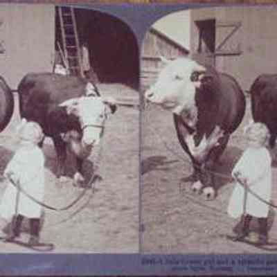 A Little Farmer Girl and a splendid pair of Hereford-stock from KS