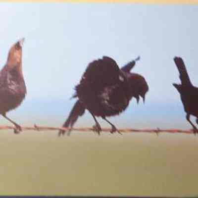 Brown-headed Cowbird (Molothrus ater), adult males and female