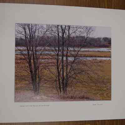 Trees and the Braids of the Platte