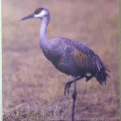 Sandhill Crane (Grus canadensis), adult