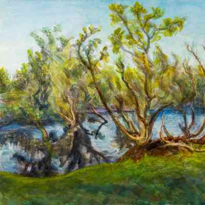 Willows and Water