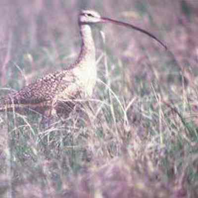 Long-billed Curlew (Numenius americanus), adult