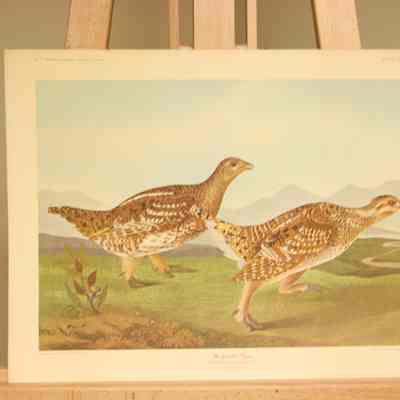 Sharp-Tailed Grouss