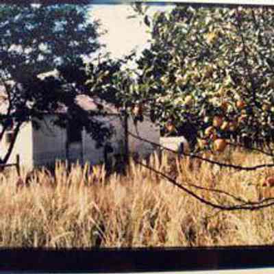 Imported Russian Appletree (1912) and Old Jules House, Old Jules Country