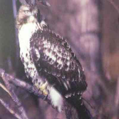 Red-tailed Hawk (Buteo jamaicensis), immature