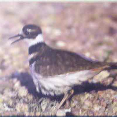 Killdeer (Charadrius vociferus), adult