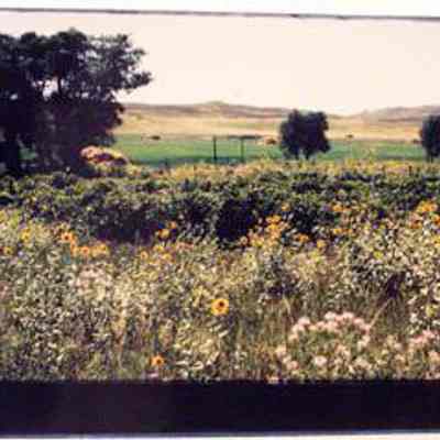 Old Jules Vineyard, Planted 1912, Old Jules Country