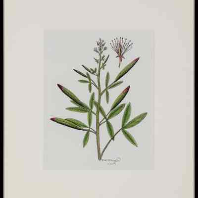 Large-flowered Clammyweed (Polanisia dodecandra)