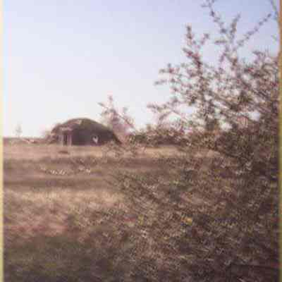 Buffaloberry (Shepherdia argentea), at Knife River Indian Villages National Historic site, Stanton, North Dakota