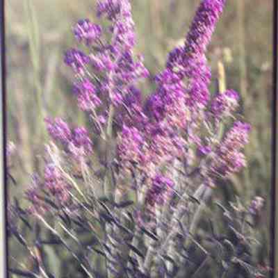 Wild Alfalfa [few-flowered psoralea] (Psoralea [Psoralidium] tenuiflora)