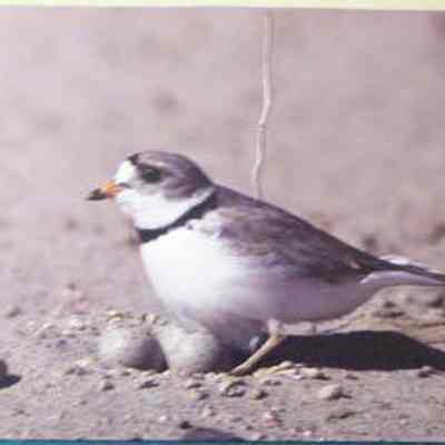 Piping Plover (Charadrius melodus), adult at nest