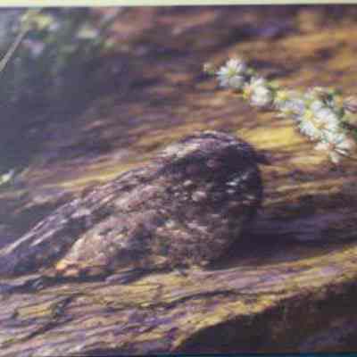 Common Poorwill (Phalaenoptilus nuttallii), adult