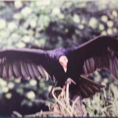 Turkey Vulture (cathartes aura)