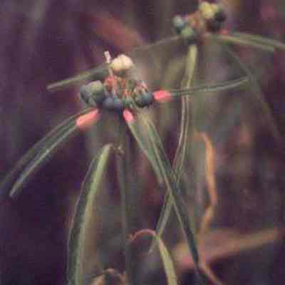 Fire-on-the-mountain (Euphorbia cyathophora)