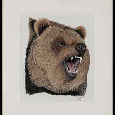 Grizzly Bear (Ursus arctos horribilis), adult