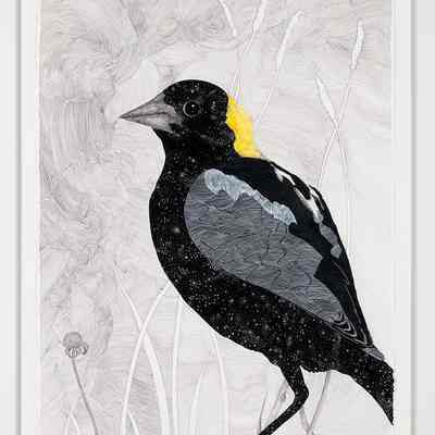 Night Passages: Bobolink