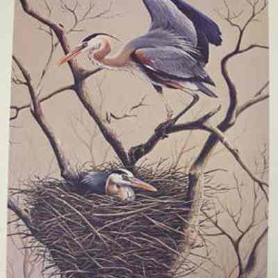 Great Blue Herons